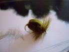Olive Deer Hair Beetle